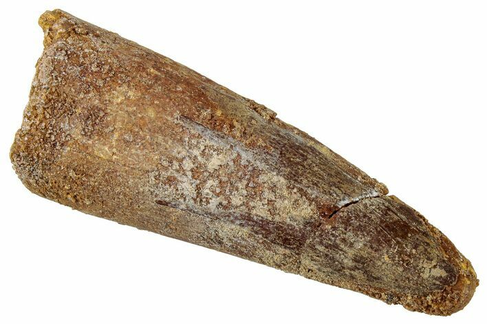 Fossil Spinosaurus Tooth - Real Dinosaur Tooth #326267